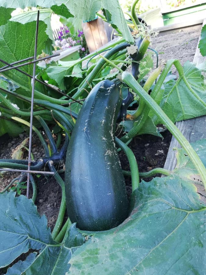 Einzigartige Naturoase Im Sueden Von Ingolstadt Brautlach Exteriör bild